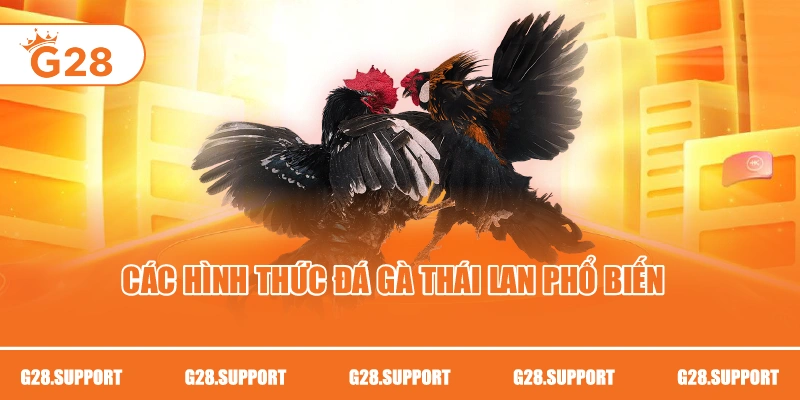 Các hình thức đá gà Thái Lan phổ biến